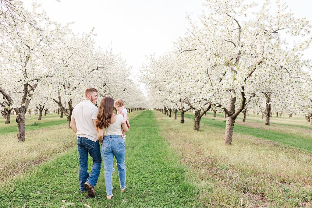 Family walking together through cherry blossoms in Northern Michigan