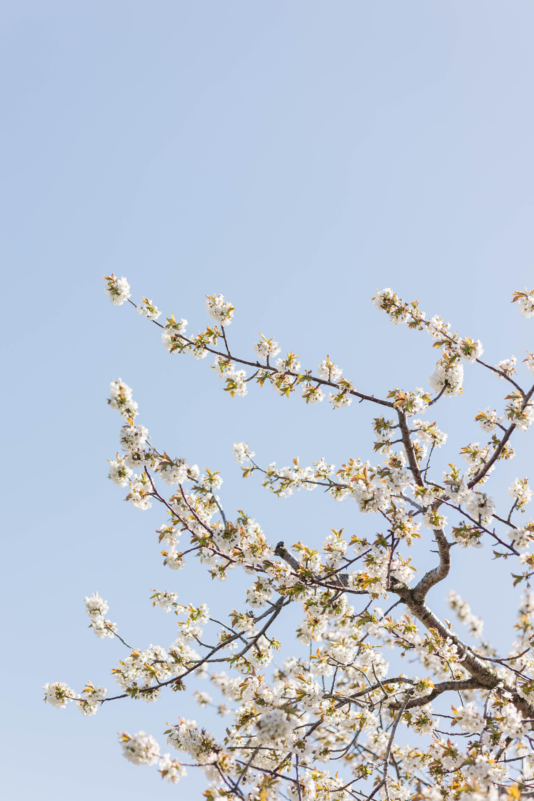 Cherry blossom tree branches blooming against a clear blue sky in Northern Michigan