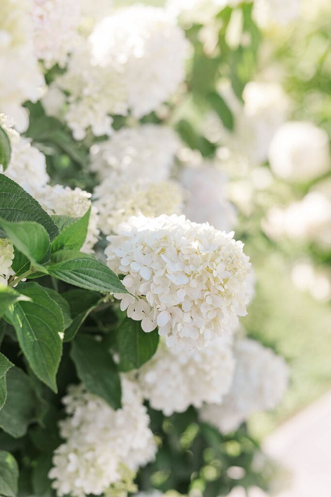 White hydrangea florals at Gallagher Farms for a Bayview wedding