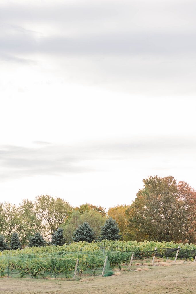 Vineyard views from an Old Mission Peninsula wedding