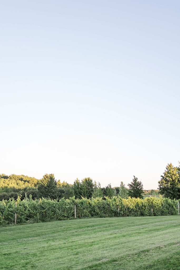 vineyard at Bayview Weddings at Gallagher Farms in Northern Michigan portrait session location