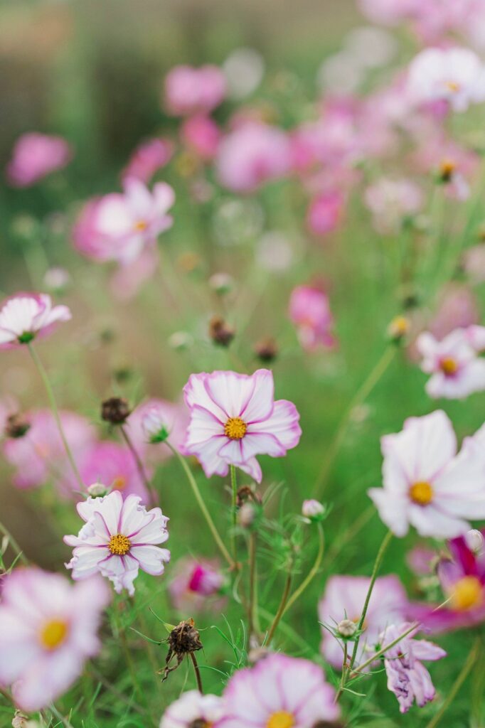 Pink cosmos flowers blooming at Lavender Hill Farm during a fall wedding