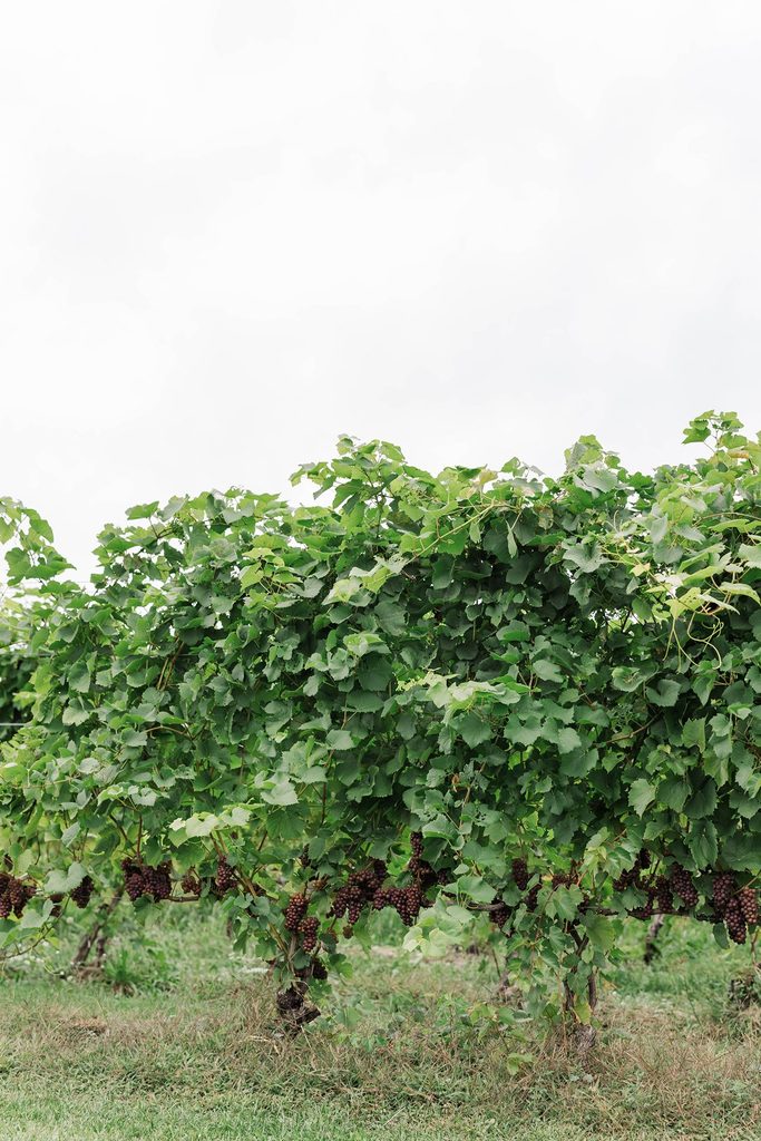 Lush green grapevines surrounding the outdoor wedding ceremony location at Black Star Farms in Northern Michigan.