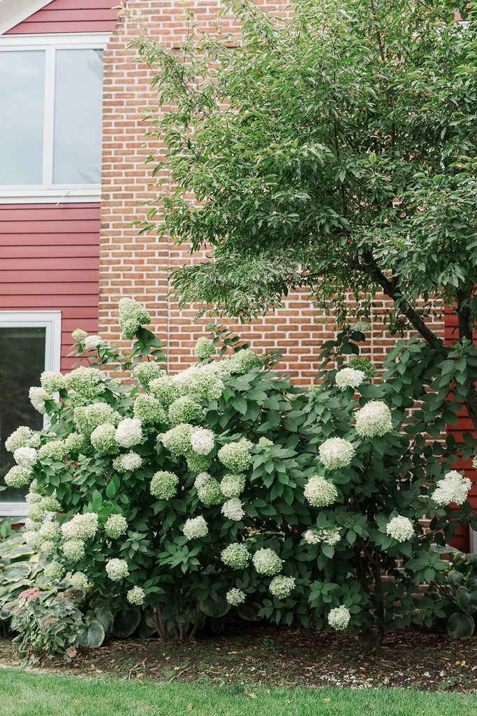White hydrangeas and lush greenery surround the red brick exterior of the Inn at Black Star Farms in Northern Michigan.